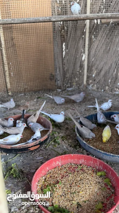 Dove bird pigeon دوف مكس للمهتمين للتربية منتج