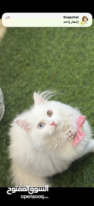 قطه نوع شيرازي