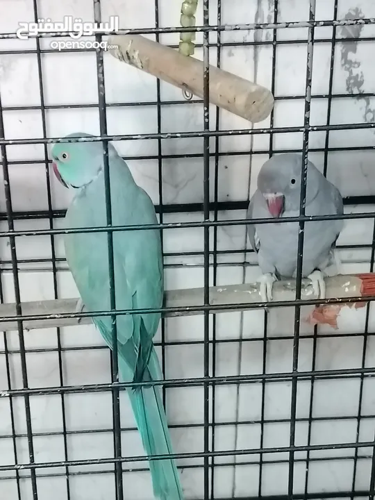 ببغاء دره للبيع