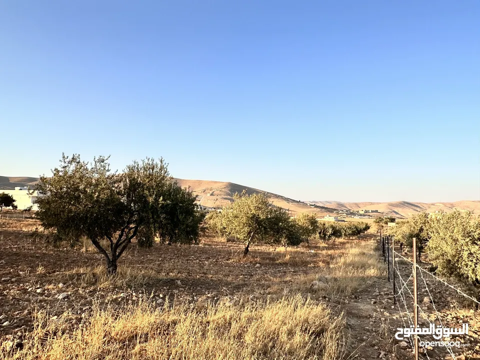 ثلاث دونمات ونصف في صروت تبعد عن شفا بدران و شارع الاردن 20 دقيقه