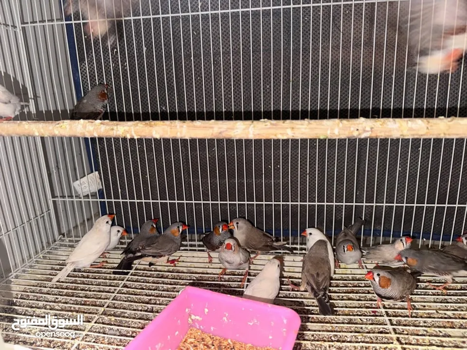 Zebra Finches (Semi Jumbo breed)
