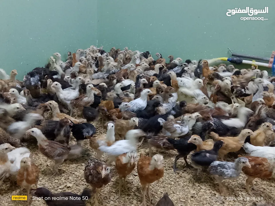 دجاج محلي مهجن عماني فرنسي عمر شهر ع 500بيسه فقط
