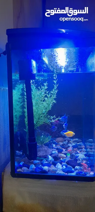 Fish Aquarium full Set