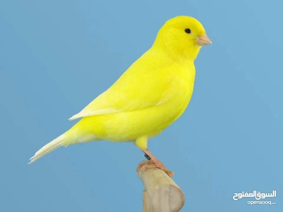 تشكيلة كنارات خرافية البيع عالسمع اذا مش نار ومغنى احلى من ام كلتوم لا تشيل تعال عالوصف
