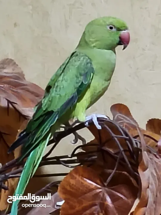 ببغاء الدرة للبيع