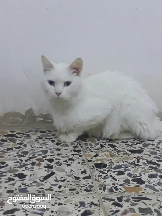 قطة شيرازي 