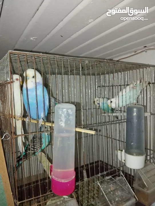 Parrots and cage