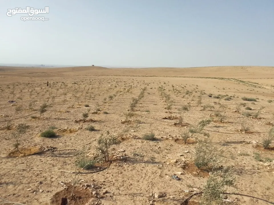 عشره دنمات للبيع