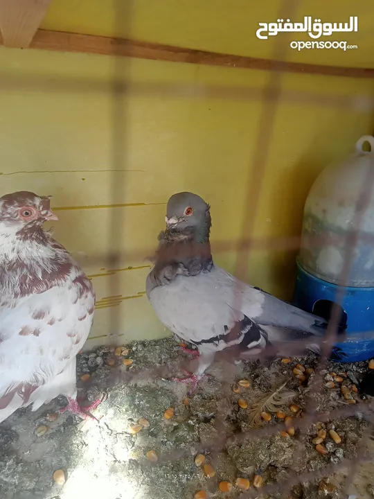 حمام للبيع او بدل على عصفير