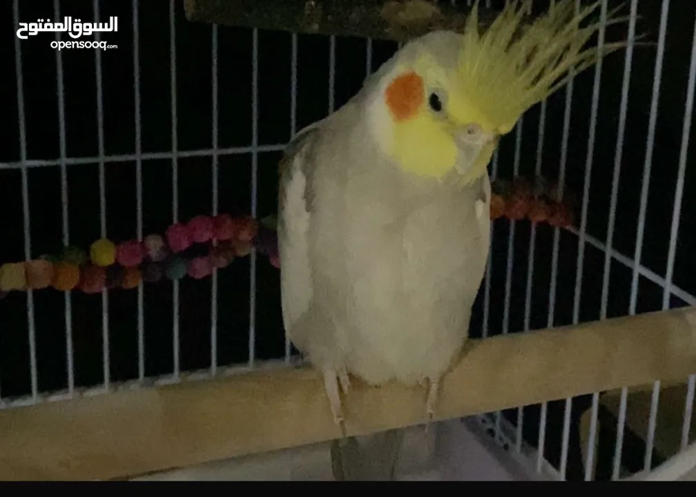 طيب كروان للبيع لاعلى سوم
