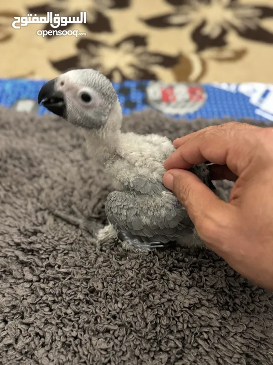 ‎فرخ كاسكو انتاج محلي - African gray parrots local breeding