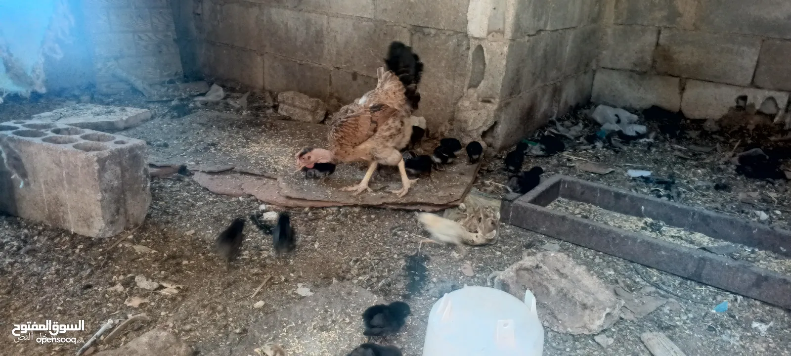 جاجه يهوديه معها 25 صوص بلدي