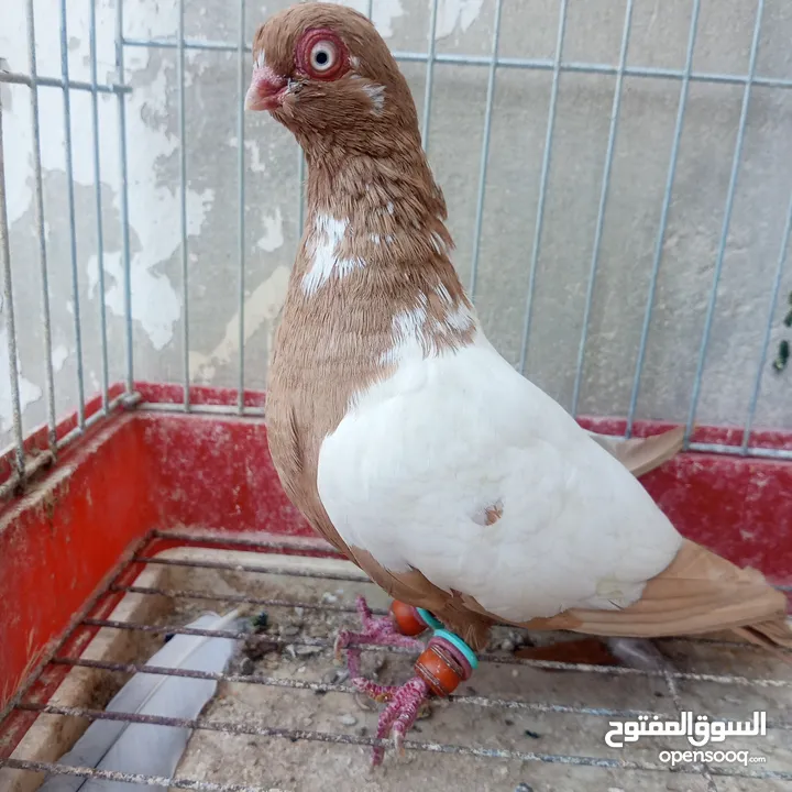 حمام للبيع