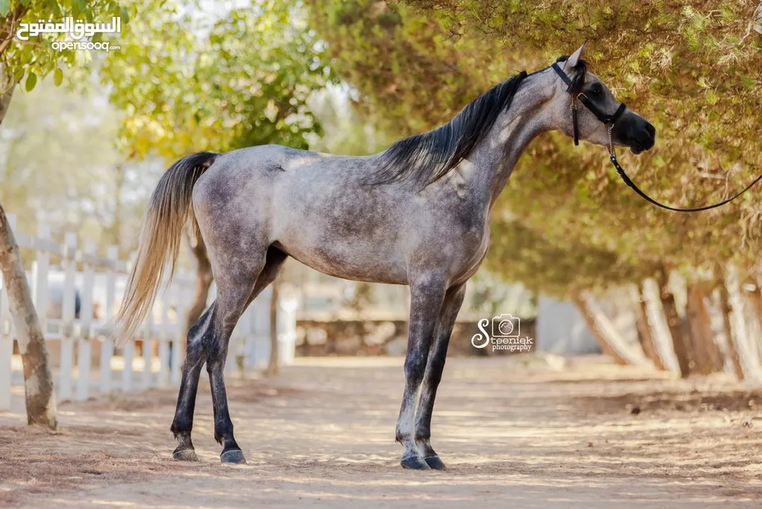 فرس عربية مسجلة و مشبية