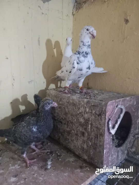 جوز معو فراخ  و بيض