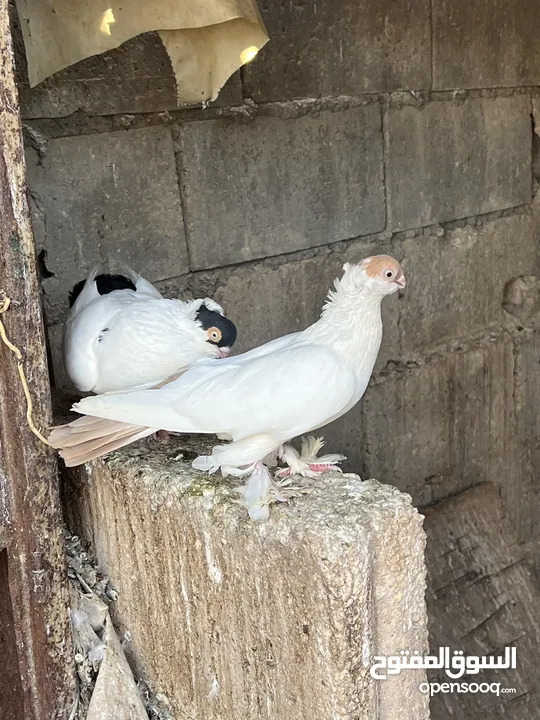 حمام زواج زق