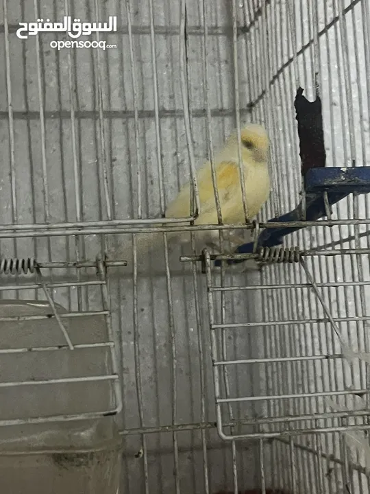 جوز كنار للبيع بداعي السفر اربد شارع السرو