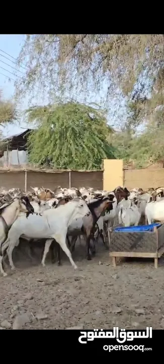 تيوس طيبات وسمان واحجام ضخمه