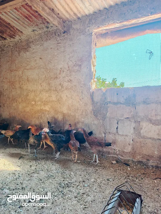 دجاج بلدي وبناديق باكستاني للبيع