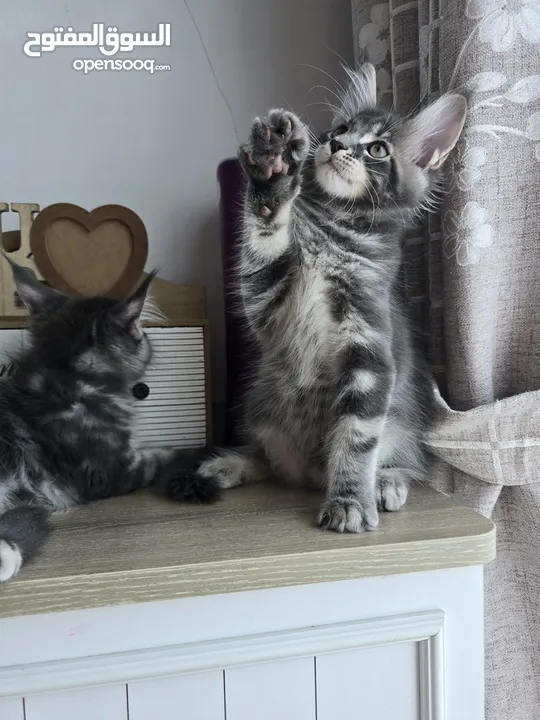 Pure Maincoon with WCF Pedigree