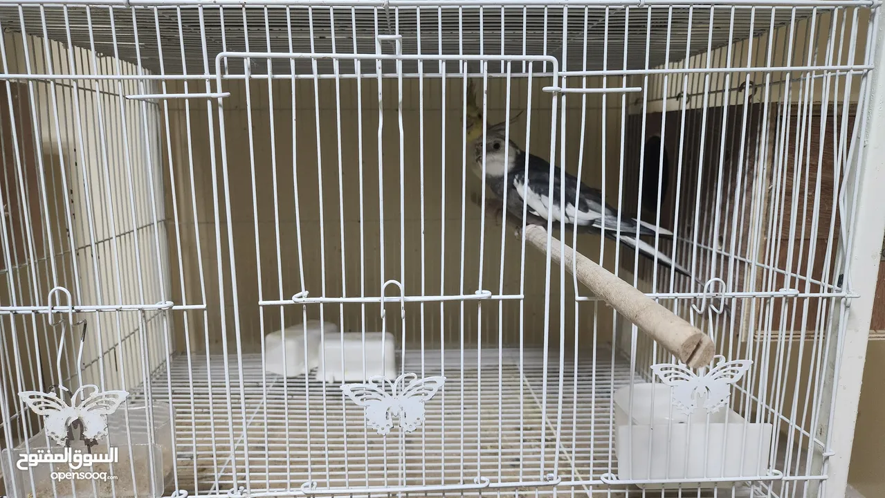 cockatiels breeding pairs