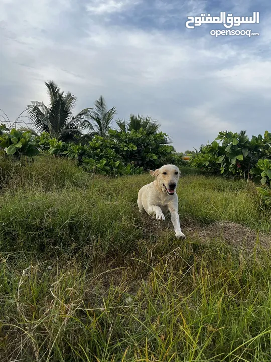 للبيع جرو ابلدور عمر 6 اشهر مطعم