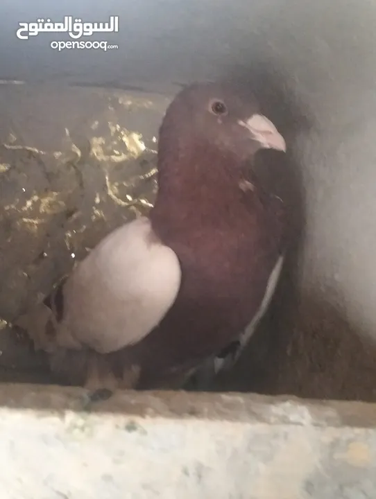 حمام صلاة على نبي شغال