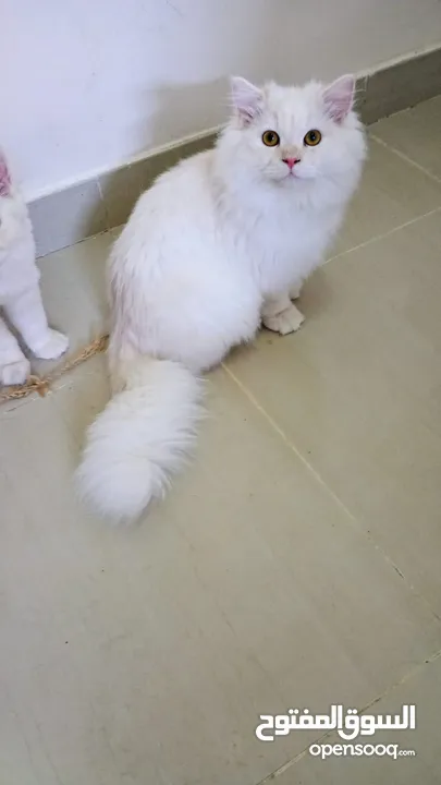 British 5 Months old Kitten, Very Playful and Loving