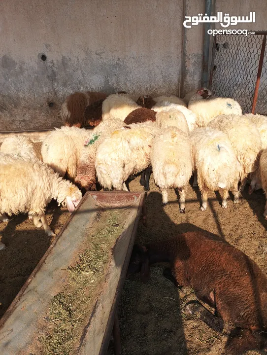 ذبيح للبيع طيبه سمان عزيمه ثلاجه خرفان طيبة هرفي جذع وتساب اتصال لتوصيل جميع مناطق قطر سوري بلدي