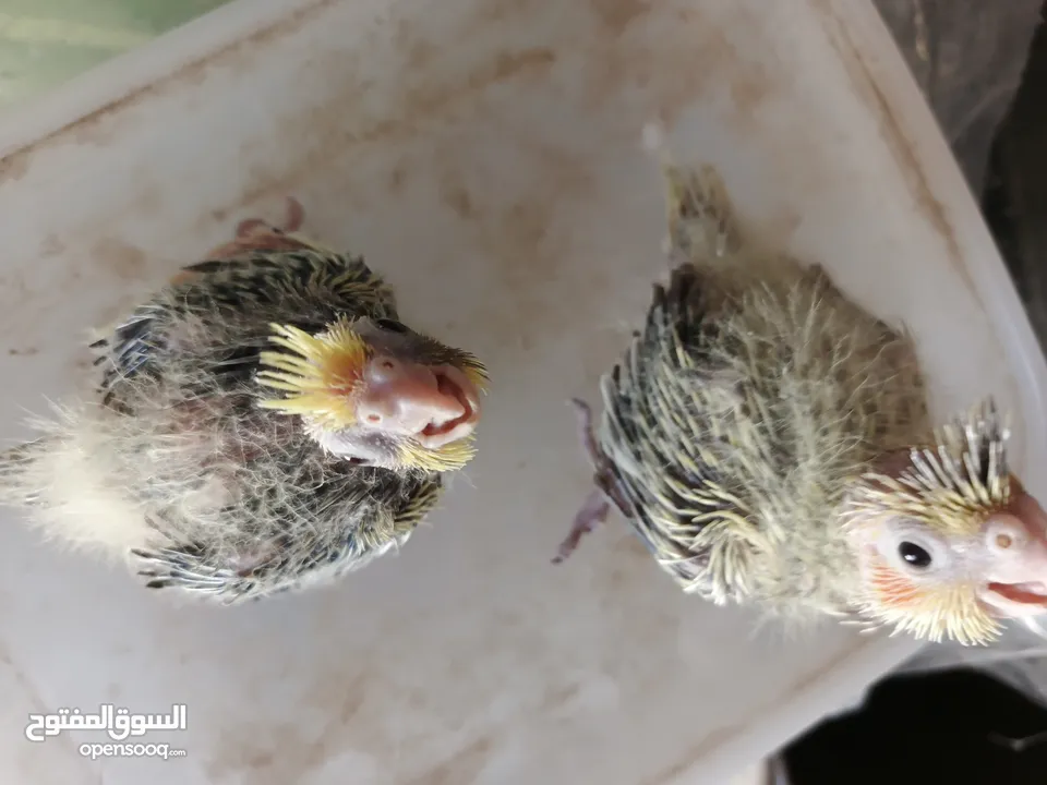 جوز كوكتيل شغالات  وفرخين كوكتيل للزق اليدوي / موقع عجلون عنجره