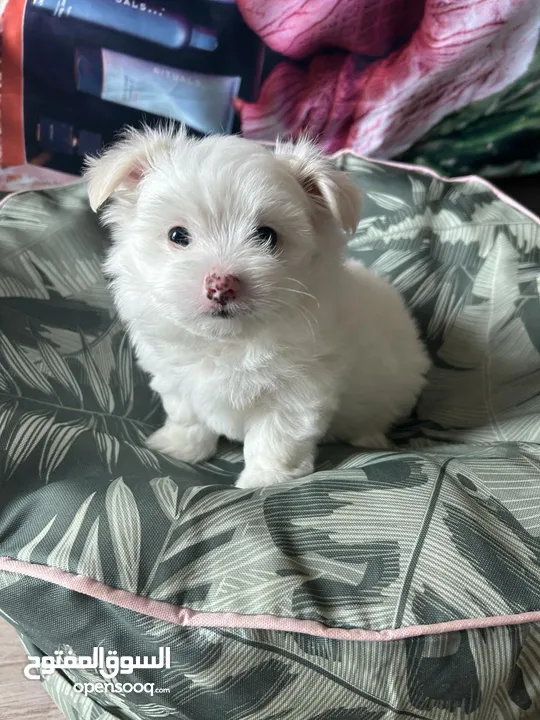 Maltipoo Puppies for Rehoming