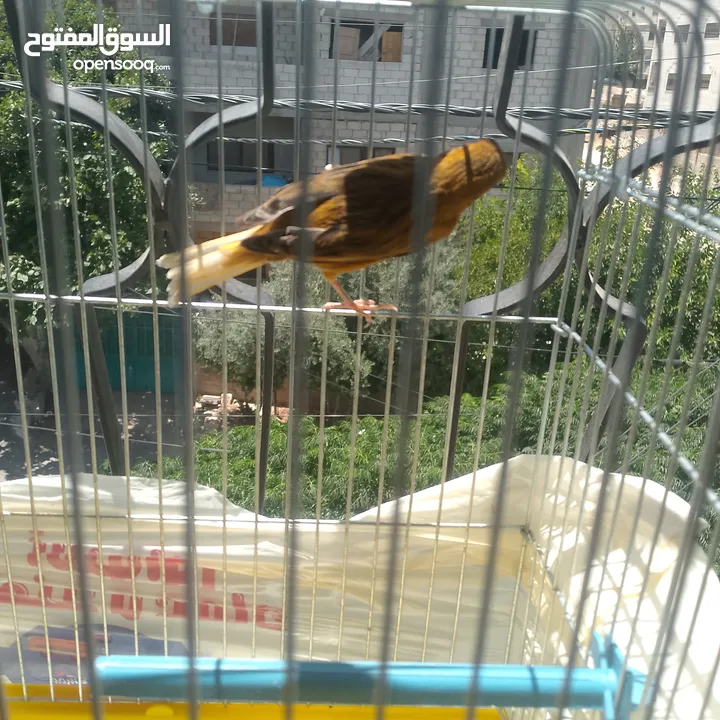 عصافير وطيور للبيع
