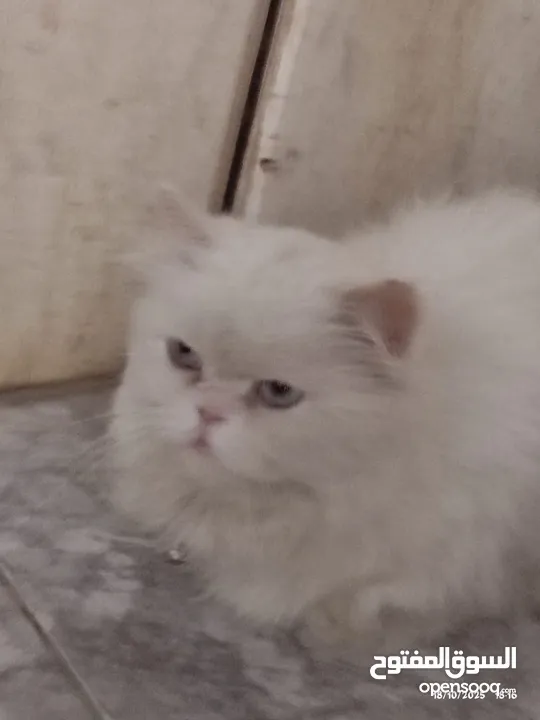 قطه شيرازي