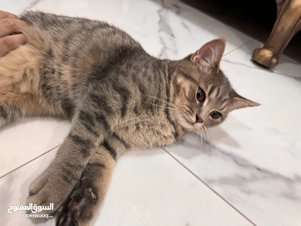 British shorthair and Scottish fold(gray)