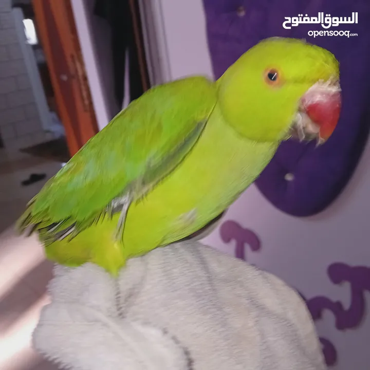 عصفور خضر مع قفص