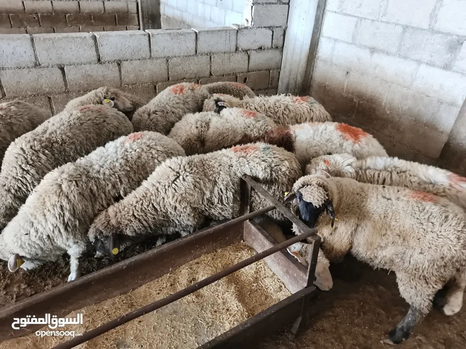 بيع جميع الانواع الاغنام