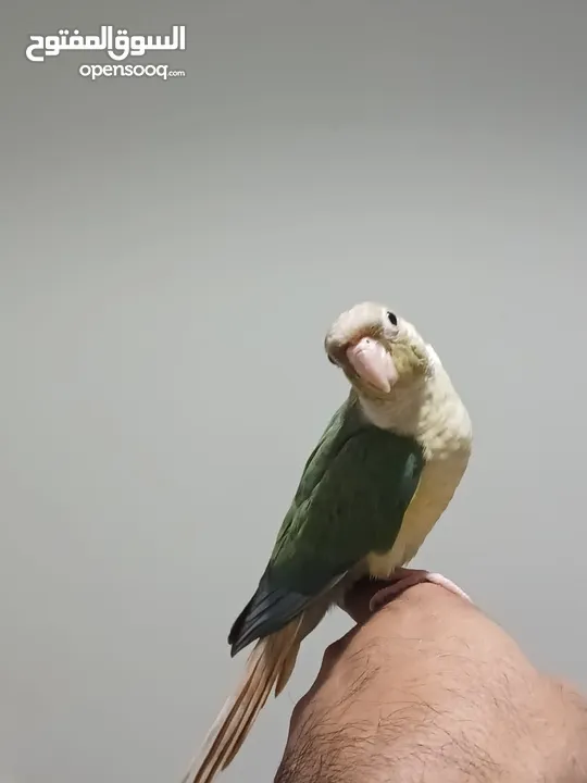 Mint conure fully hand Tamed