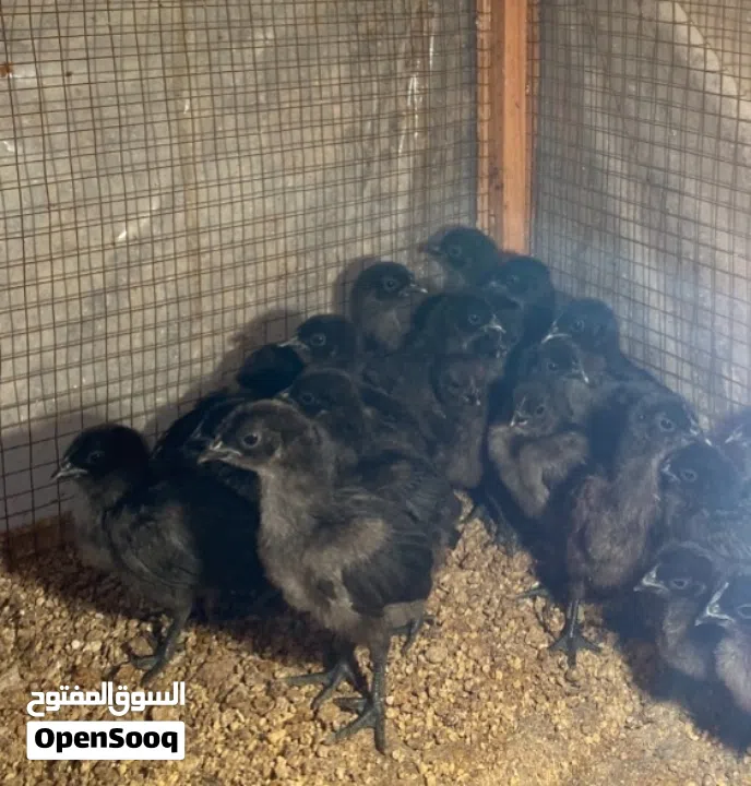 للبيع فروخ فرنسي عسلي و ايام سيماني