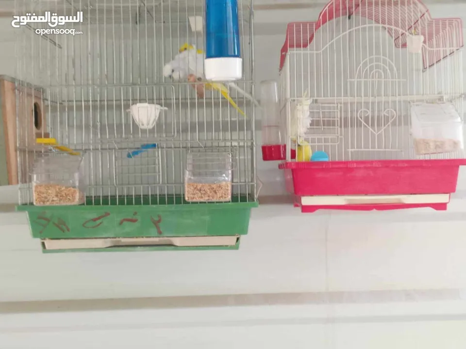 عصافير للبيع ما شاء الله الله يبارك لصاحب النصيب ويطرحله البركه يارب فيهم يارب