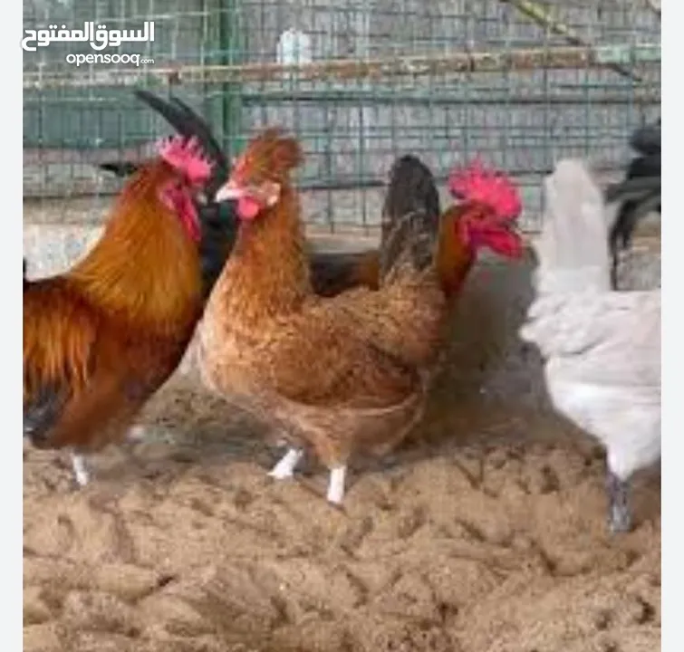 ابحث عن دجاج حبحب عماني  وكذلك دجاج بو عنيق