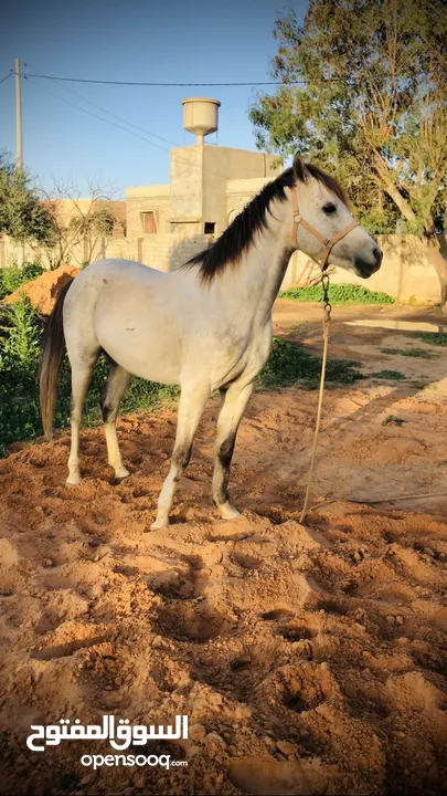 حصان عربي اصيل خط سرعة للبيع