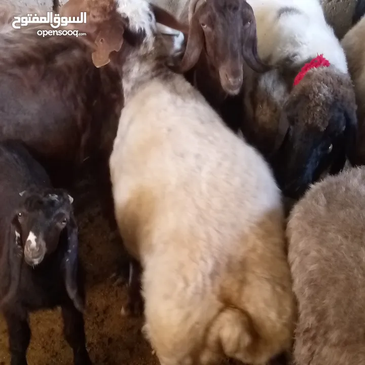 نعجه اضحيه