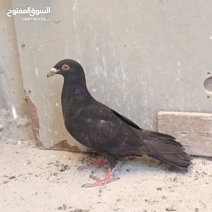 اربع فراخ للبيع بسعر حرق الحرق الحبة ب3 دنانير والبيع للكوم