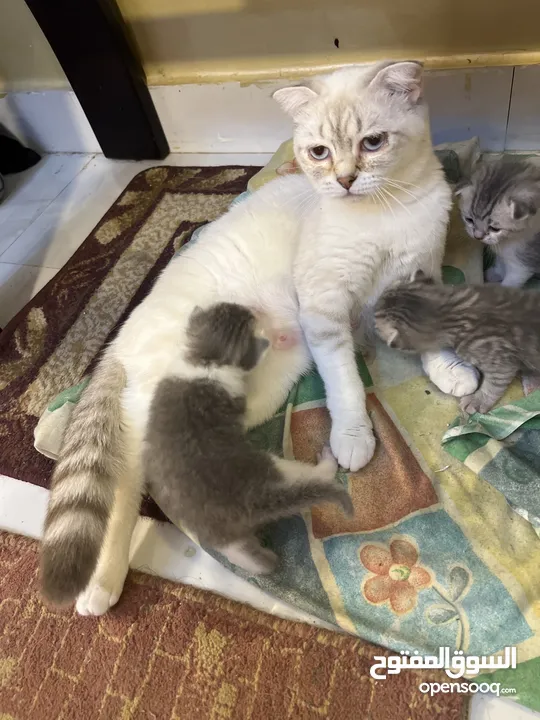 سكوتش فولد Scottish fold