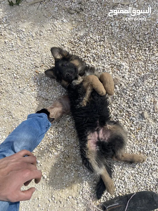 جيرمن شيبرد بيور كسحه عضم عريض ماخد المطاعيم