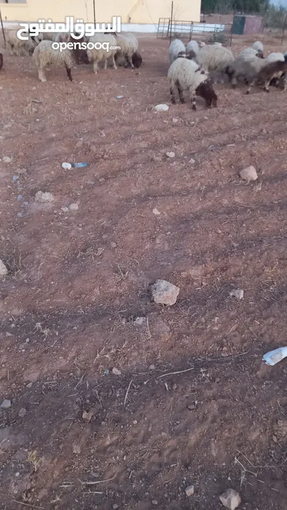 خرفان وعبر العدد 29 مسكرات لحم بالصلاه على النبي