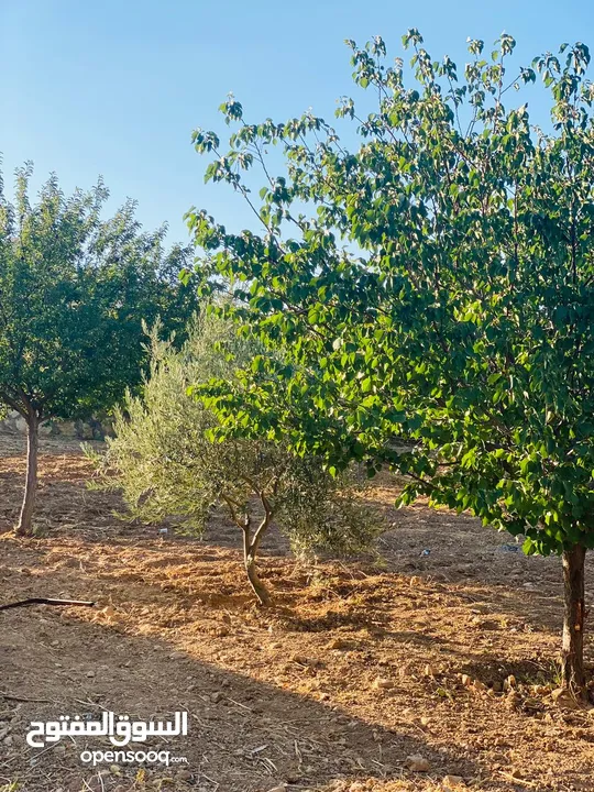 مزرعه وشاليه