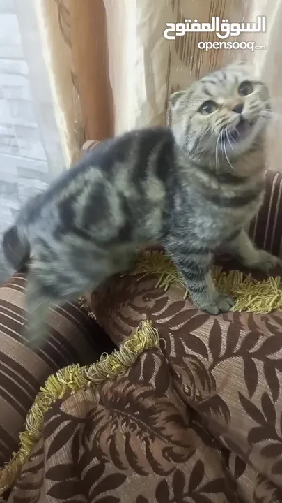 سكوتش فولد ماربل