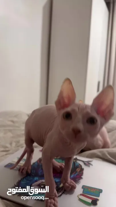 كتنز سفنكس فرعوني، Sphynx kittens(Pharaoh)