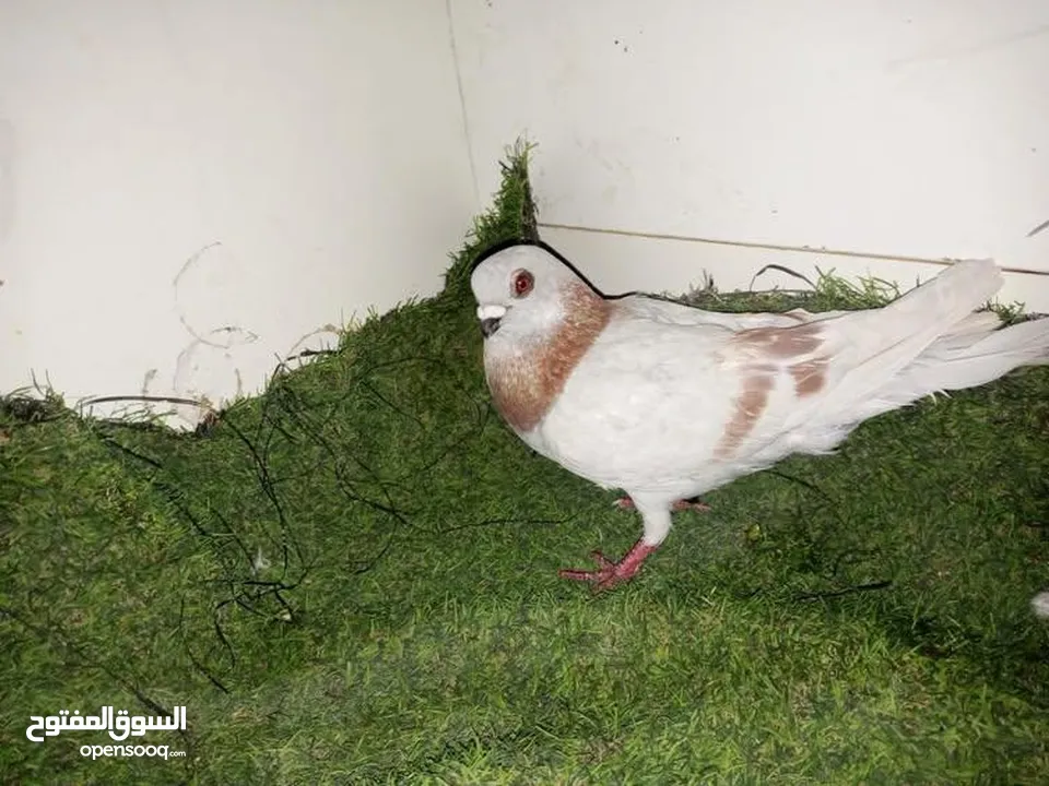 حمام كش للبيع كوم